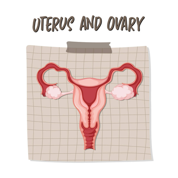 Menselijk inwendig orgaan met baarmoeder illustratie - Vector, afbeelding