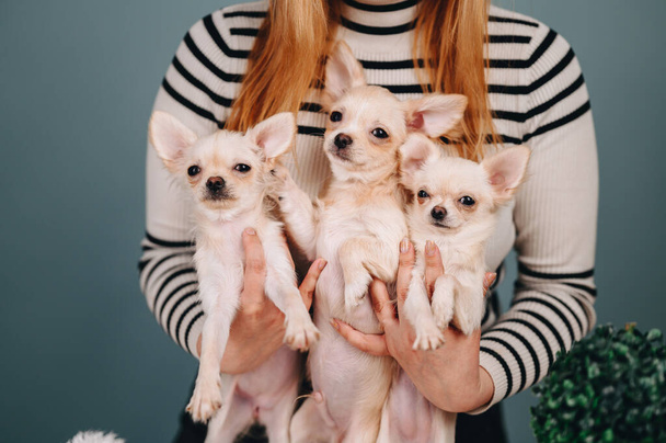 The girl holds several white chihuahua puppies in her hands and hugs them. blue background - Foto, imagen