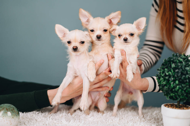 Drei niedliche Chihuahua-Welpen schauen in die Kamera und halten ihre Ohren heraus. blauer Hintergrund - Foto, Bild