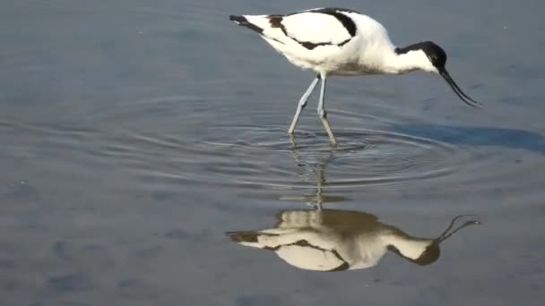 Pied avocet bird feeding - Video, Çekim