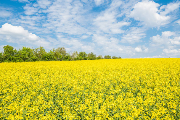 Yellow blooming rape field landscape in the Upper Palatinate near Regensburg on the Winzer heights with blue sky and clouds in summer, Germany - Фото, зображення