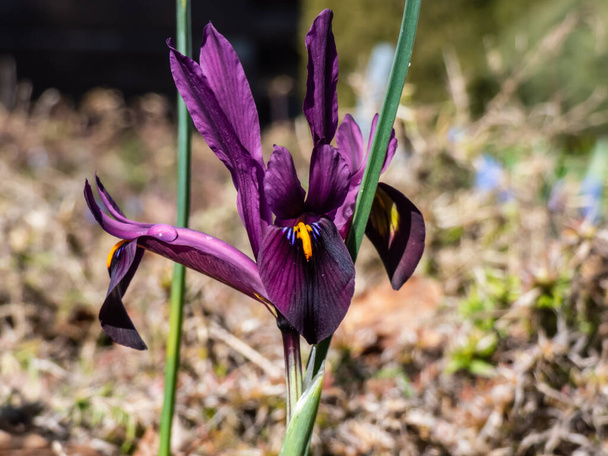 Közelkép a nettósított írisz vagy aranyhálós írisz (Iris reticulata) "George" kultivárjáról mély lila-lila szirmokkal, narancsszínű lángokkal a kora tavasszal virágzó vízeséseken - Fotó, kép