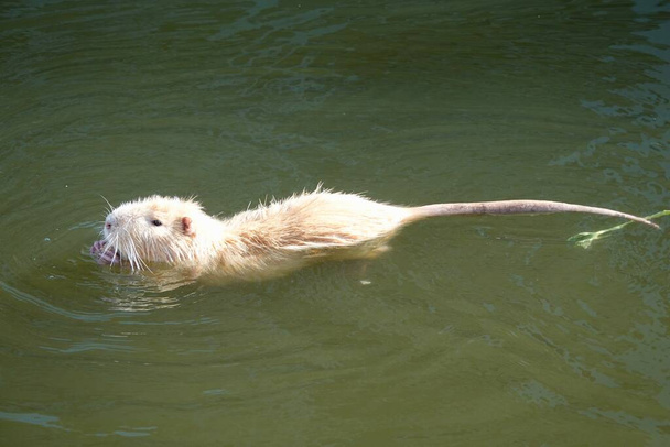 An albino muskrat swims in still water. Albinism is the congenital absence of melanin in an animal, plant, or person. - Foto, Imagem