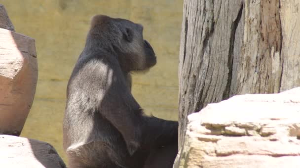 Gorilla mom and her baby - Western lowland gorilla - Filmati, video