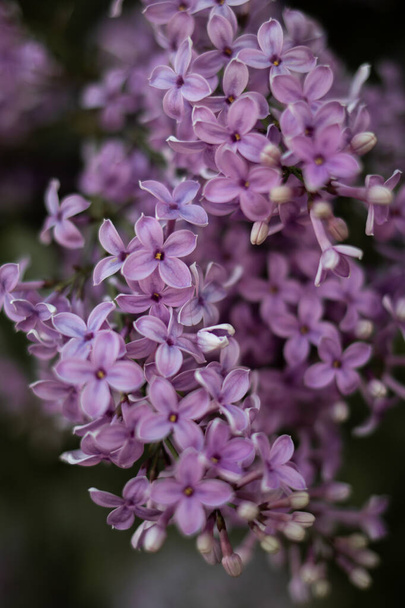 Beautiful purple lilac flowers blossom in a springtime - Фото, изображение