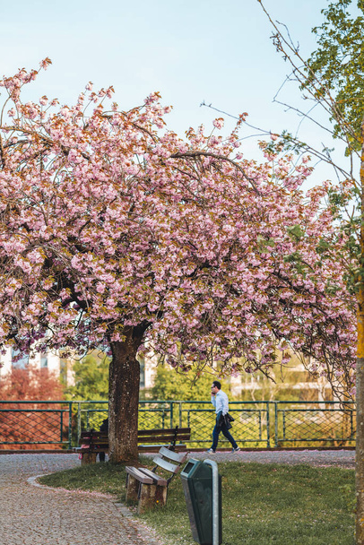 Luxembourg/April 2022: full bloom cherry tree in the city - Fotó, kép
