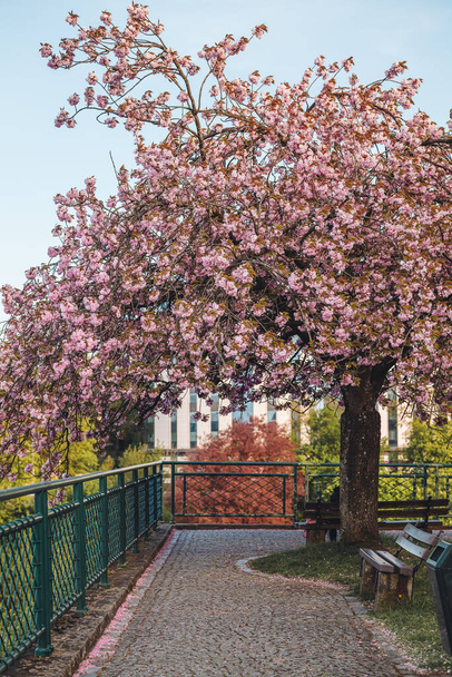 Luxembourg/April 2022: full bloom cherry tree in the city - Zdjęcie, obraz