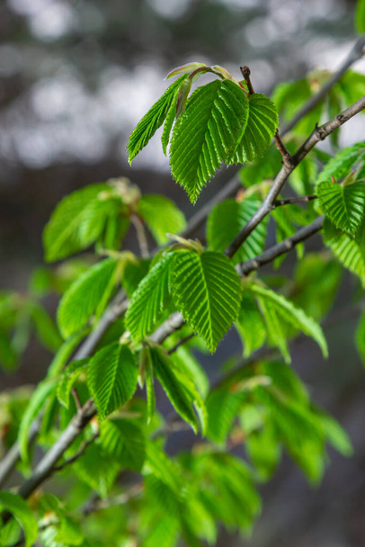 A tree branch with first leaves at spring. Carpinus orientalis. Soft focus. - Foto, afbeelding