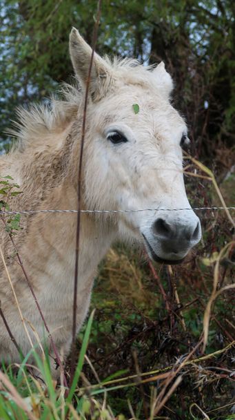 Primo piano di una bella testa di cavallo bianca con pelliccia con vegetazione sullo sfondo - Foto, immagini