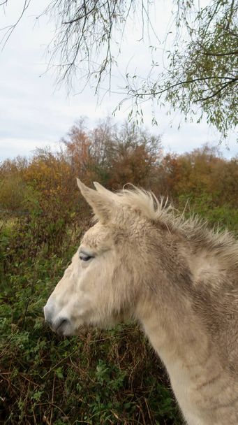 Close up of a beautiful white horse head with fur with vegetation in background - Foto, Bild