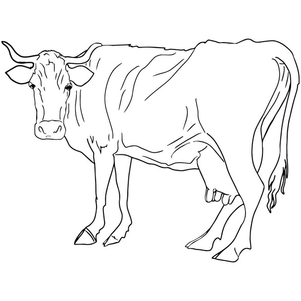 Изолированная иллюстрация коровы в очереди. Логотип для печати на одежде, упаковке, холостом для дизайнеров, фермеров, мясных ресторанов - Фото, изображение