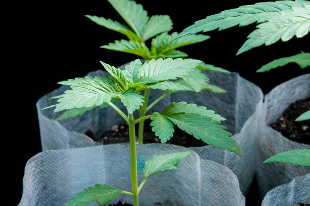 Medizinische Marihuana-Sämlinge wachsen gesund in weißen Stoffpflanzen-Lufttöpfen in grauen Plastiktabletts auf schwarzem Baumwollhintergrund - Foto, Bild
