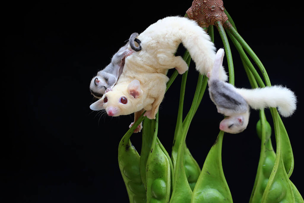 A mother sugar glider is looking for food in a twisted cluster bean while holding her two babies. This marsupial mammal has the scientific name Petaurus breviceps. - Fotografie, Obrázek
