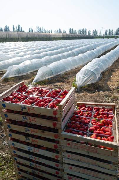 France, Gironde, May 2022: Box with ripe red strawberry while working on strawberry greenhouse field - Photo, image