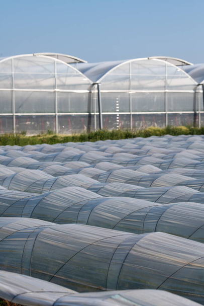 Farm plantation covered under agricultural plastic film tunnel rows, Create a greenhouse effect, Growing food, protecting plants from frost and wind. - Фото, изображение