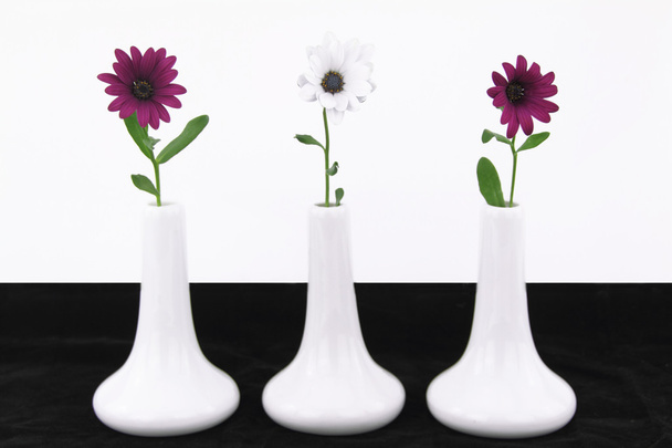 Белые вазы с цветами маргаритки
 - Фото, изображение