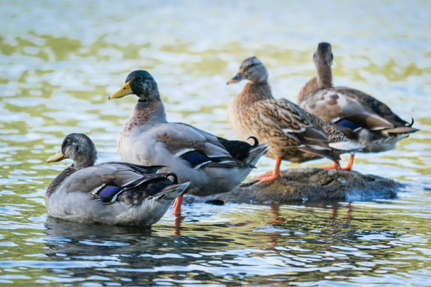 ild waterfowl ducks near their habitat, natural environment for wild bird life, real live ducks in the wild. - Foto, Imagem