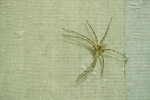  Büyük, sıradan bir avcı örümceği gecenin bir yarısı ev duvarında sürünüyor. - Fotoğraf, Görsel