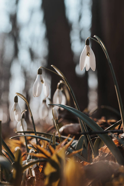Única nevada blanca florece en el jardín con la ayuda de la luz del sol y mucha humedad y hace felices a los niños y las familias. La primera flor de primavera después de un largo invierno. Galanthus nivalis. - Foto, imagen