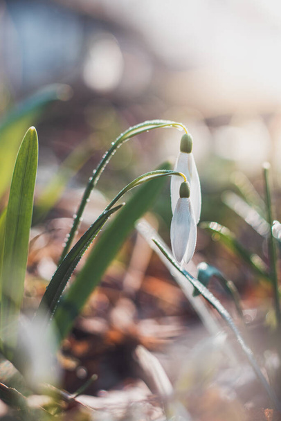 Унікальний білий снігопад цвіте в саду за допомогою сонячного світла і великої кількості вологи і робить дітей та сім'ї щасливими. Перша весняна квітка після довгої зими. Галантхус Нікаліс
. - Фото, зображення