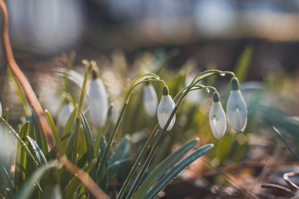 field of snowdrops bathed in the western sun growing in a deciduous forest and beautifying the day. A flower that awakens love in families with children and awakens nature. - Photo, Image