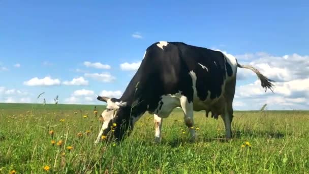 αγελάδες που βόσκουν σε πράσινο λιβάδι - Πλάνα, βίντεο