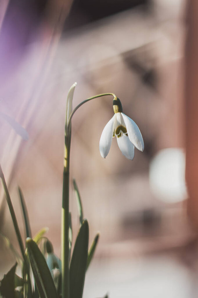 Egyedülálló fehér hóvirág virágzik a kertben segítségével napsütés és rengeteg nedvesség, és teszi a gyermekek és a családok boldog. Az első tavaszi virág egy hosszú tél után. - Fotó, kép