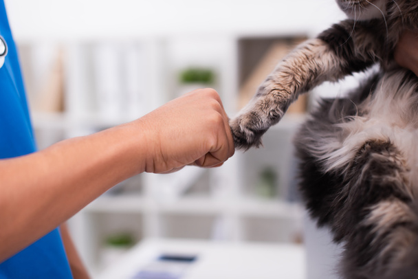 Ausgeschnittene Ansicht des Tierarztes berührt Pfote der Katze in Klinik  - Foto, Bild
