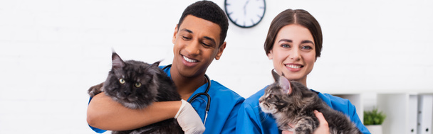 Positive interracial veterinarians in uniform holding maine coons in clinic, banner  - Foto, imagen