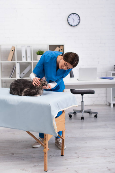 Veterinario in uniforme esaminando maine gatto procione sul divano medico in clinica  - Foto, immagini