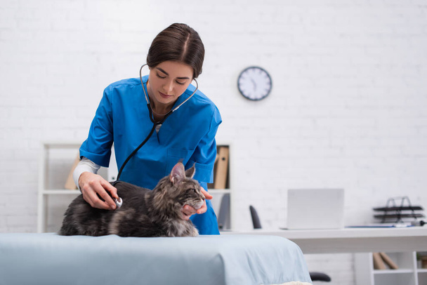 Veterinarian examining maine coon with stethoscope in clinic  - Foto, Imagem