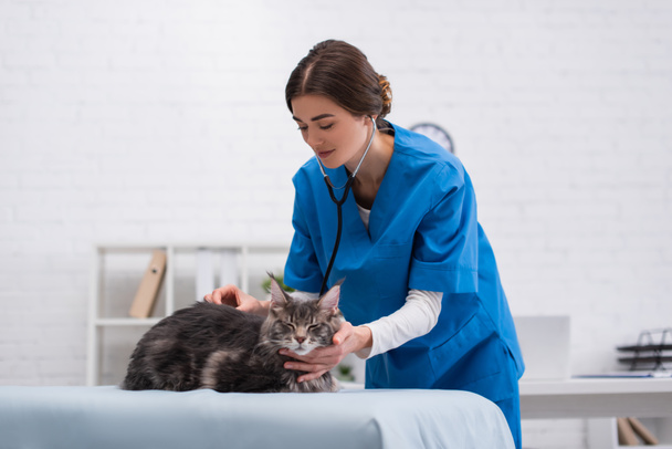 Vet doctor in stethoscope examining maine coon cat on medical couch in clinic  - Foto, immagini