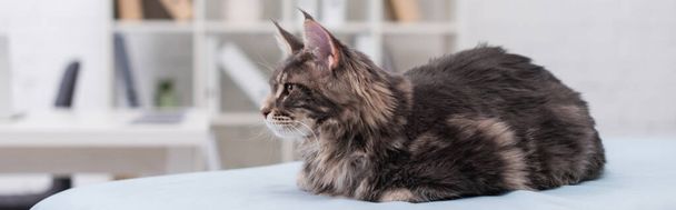 Пушистый мейн енот кошка сидит на медицинском диване в ветеринарной клинике, баннер  - Фото, изображение