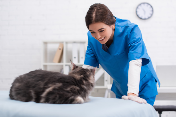 Smiling veterinarian in latex glove looking at blurred maine coon in clinic  - 写真・画像