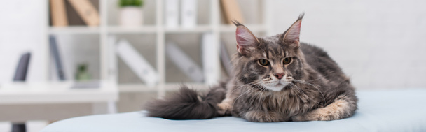 Maine coon cat lying on medical couch in exam room, banner  - Фото, зображення