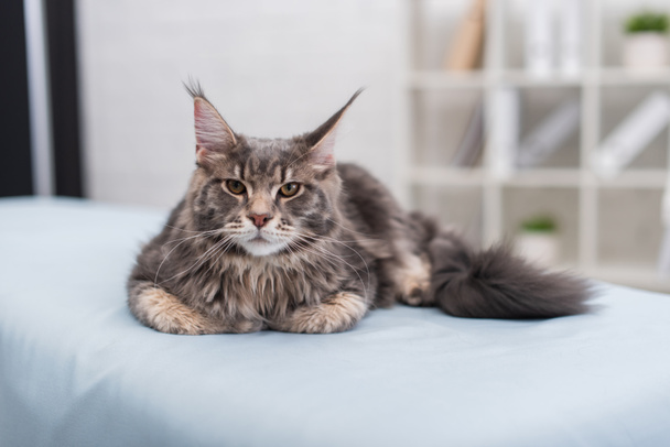 Furry maine coon looking at camera while lying on medical couch in exam room - Foto, immagini