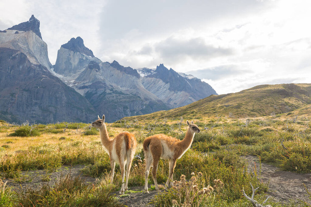 Wild Guanaco (Lama Guanicoe) in Patagonia prairie, Cile, Sud America - Foto, immagini