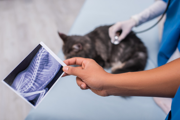 Cropped view of african american doctor holding ultrasound scan near blurred colleague and maine coon in vet clinic - Zdjęcie, obraz