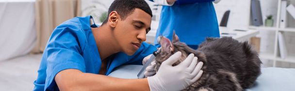 Afrikaanse Amerikaanse arts onderzoeken maine coon met otoscoop op medische bank in dierenarts kliniek, banner  - Foto, afbeelding