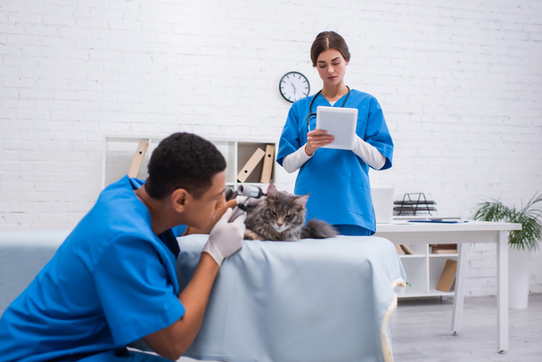 Veterinarian using digital tablet near blurred african american colleague examining maine coon with otoscope in clinic  - Photo, Image