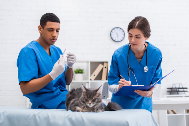 Veterinarian holding clipboard near maine coon and african american colleague with syringe in clinic  - Foto, Imagem
