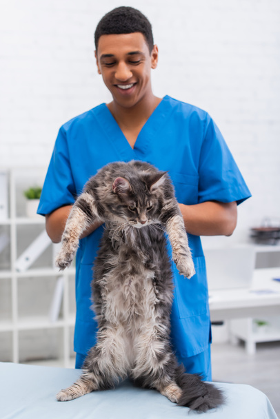Blurred african american veterinarian holding maine coon on medical couch in clinic  - Foto, Bild