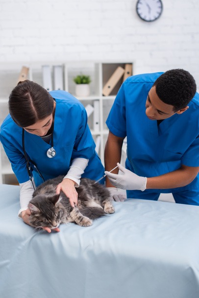 Multiethnic veterinarians vaccinating maine coon in clinic  - Photo, Image