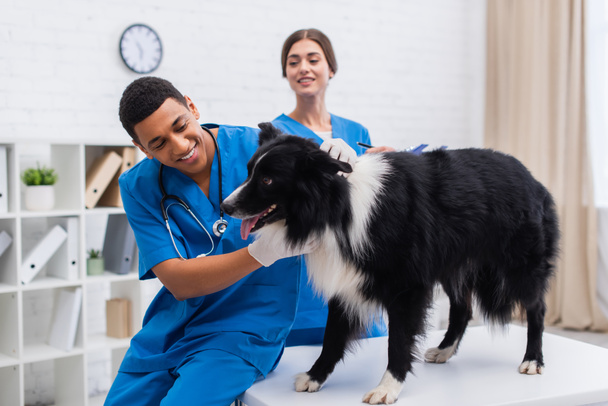 Happy african american veterinarian examining border collie dog near blurred doctor in clinic  - Foto, Imagem