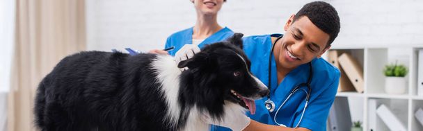 Smiling african american doctor in latex gloves examining border collie near colleague in vet clinic, banner  - 写真・画像