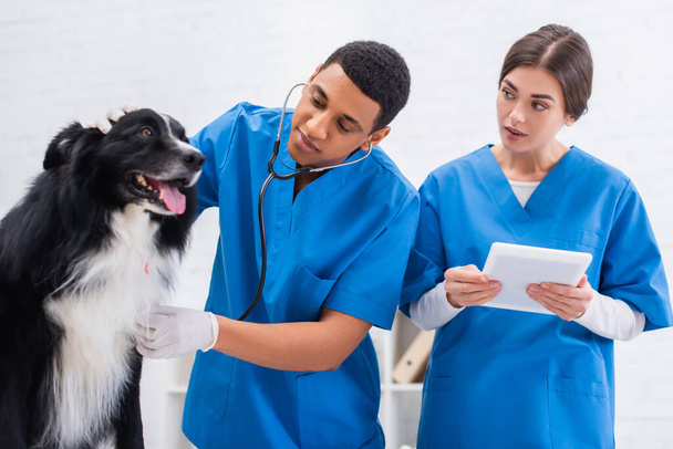 Interracial vet doctors examining border collie and using digital tablet in clinic  - Photo, image