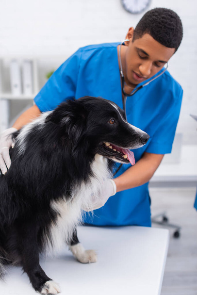 Border collie dog sitting near blurred african american doctor with stethoscope in vet clinic  - Zdjęcie, obraz