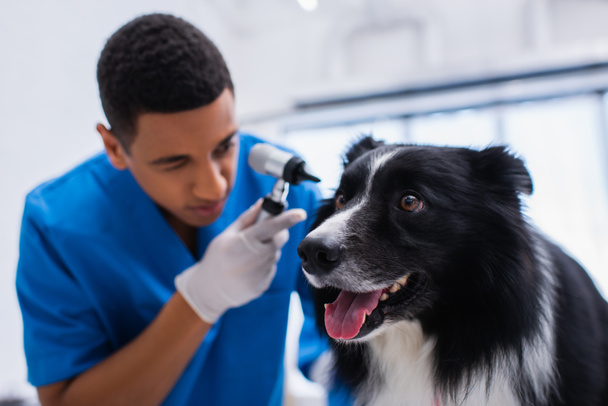 Border collie looking away near blurred african american veterinarian with otoscope in vet clinic  - Foto, Imagem