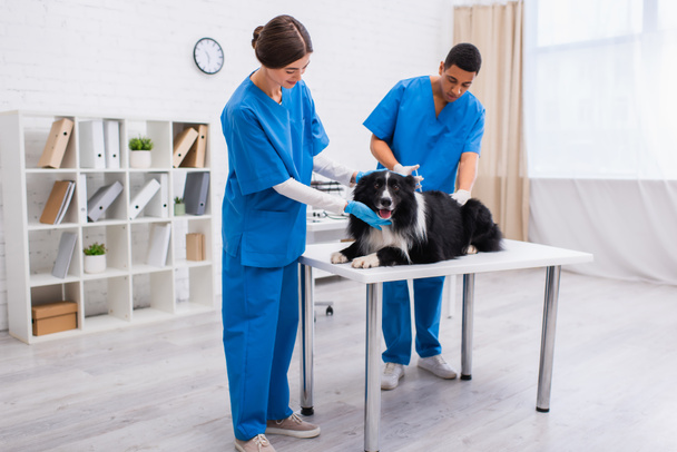 Smiling veterinarian touching border collie while african american colleague doing vaccination in clinic  - Foto, Imagem
