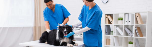 Interracial veterinarians doing vaccination of border collie in clinic, banner  - Foto, Imagen
